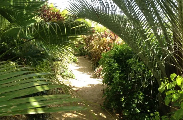 Bob Sue s Luperon jardin tropical